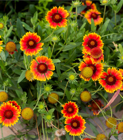 Gaillardia Aristata